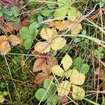 Fragaria virginiana Hoja