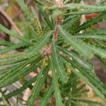 Banksia spinulosa Φύλλο