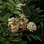 Sorbus wallichii