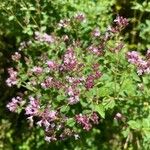 Origanum vulgareFlor