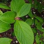 Stewartia pseudocamellia Folla