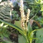 Persicaria senegalensis Flor