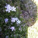 Phlox speciosa Flors