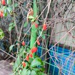 Lycium chinense ഫലം