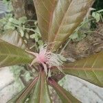 Barringtonia racemosa Fleur