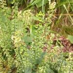 Teucrium scorodonia Lorea