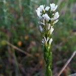 Arabis planisiliqua Flower