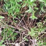Sideritis hyssopifolia Corteza