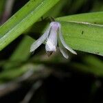 Scaphyglottis boliviensis Flor