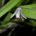 Scaphyglottis boliviensis