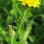 Picris hieracioides Flower