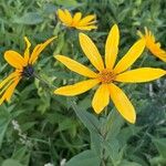 Helianthus hirsutus Blad