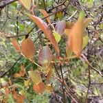 Smilax china Leaf