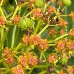 Euphorbia mellifera Fiore