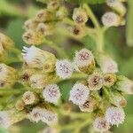 Pluchea dioscoridis Blüte