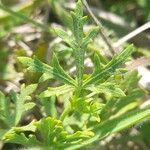 Modiolastrum gilliesii Leaf