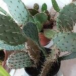 Opuntia phaeacantha 葉