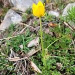 Ranunculus millefoliatus Habit