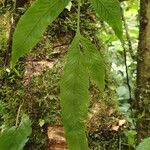 Asplenium paucijugum Liść