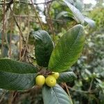 Frangula californica Blad