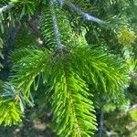 Abies nordmannianaList