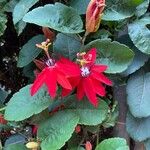 Passiflora miniata Floro