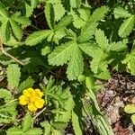 Potentilla reptans Habitus