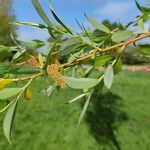 Salix alba Flower