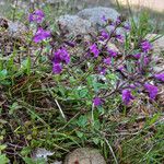 Clinopodium alpinumBlodyn