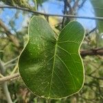 Ipomoea spathulata Листок