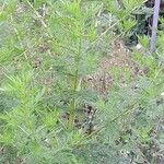 Artemisia annua ശീലം