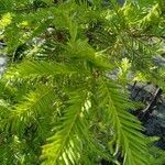 Taxus canadensis Folio