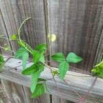 Vigna luteola Blatt