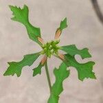 Euphorbia heterophylla Цветок