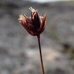 Juncus triglumis Kukka