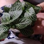 Fittonia albivenis Leaf