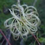 Clematis lasiantha Fruit