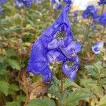 Aconitum napellusÕis