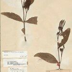 Psittacanthus cucullaris