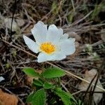 Cistus salviifolius Flors