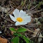 Cistus salviifolius 花