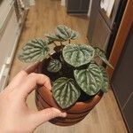 Peperomia caperata Foglia