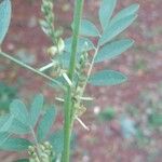 Indigofera suffruticosa ഇല