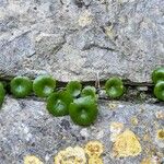 Umbilicus rupestris Leaf