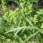 Artemisia biennis 花