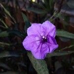 Ruellia simplex Цветок