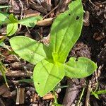 Zinnia peruviana Leaf