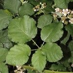 Rubus devitatus Yaprak