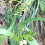 Biscutella laevigata Fruit