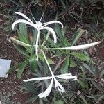 Hymenocallis caribaea Leaf